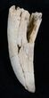 Bargain Tyrannosaur Tooth - Two Medicine Formation #13864-1